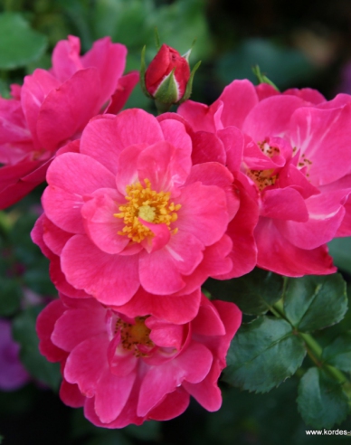 Rose Hotline