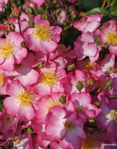 Rose Juanita