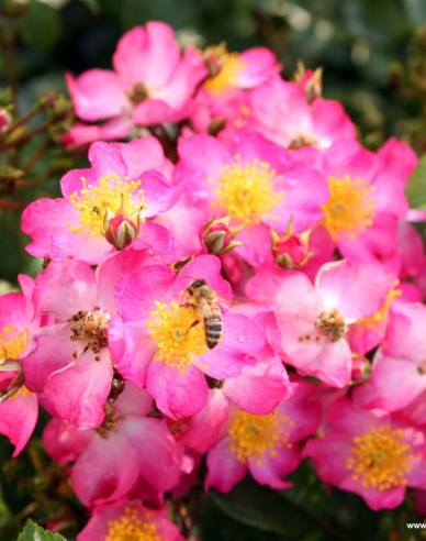 Rose Juanita