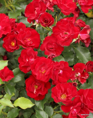 Rose Marondo