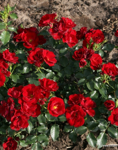 Rose Marondo