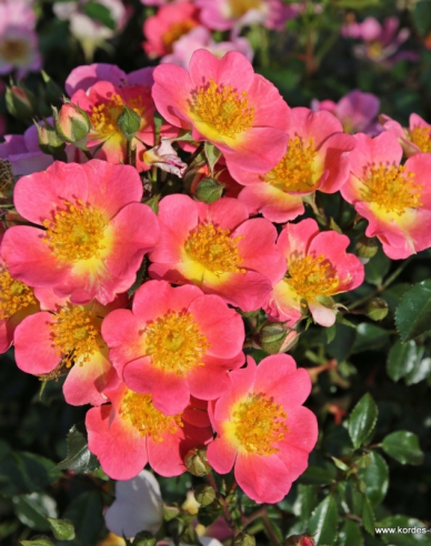 Rose Topolina