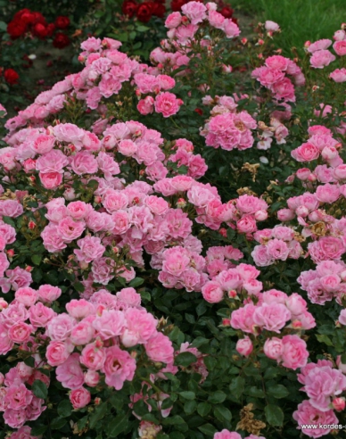 Rose Flirt 2011