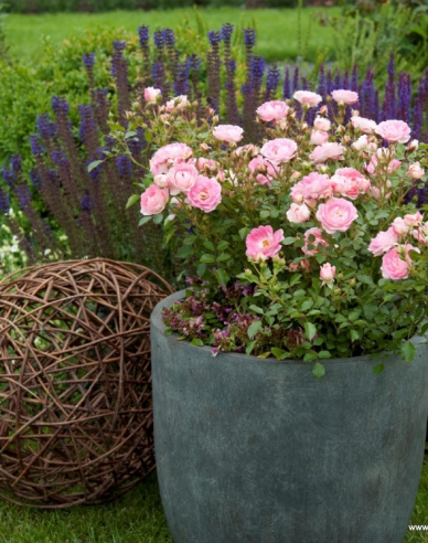 Rose Flirt 2011