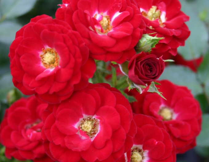 Rose Mandy