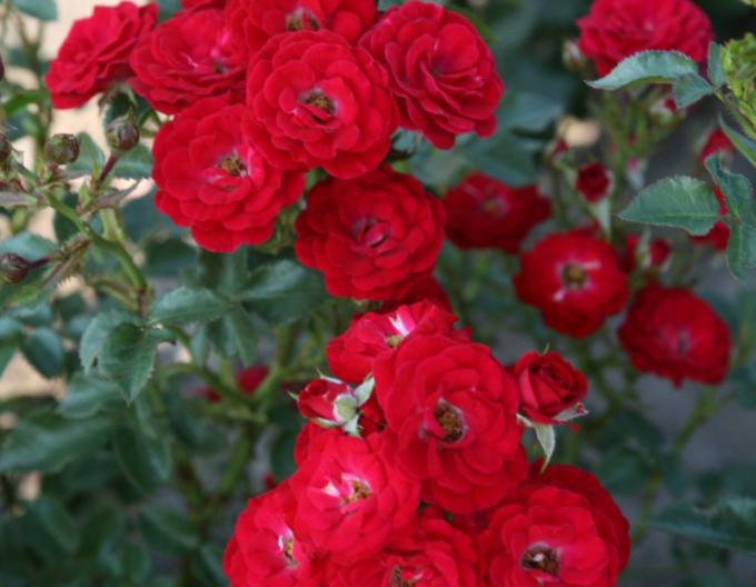 Rose Mandy