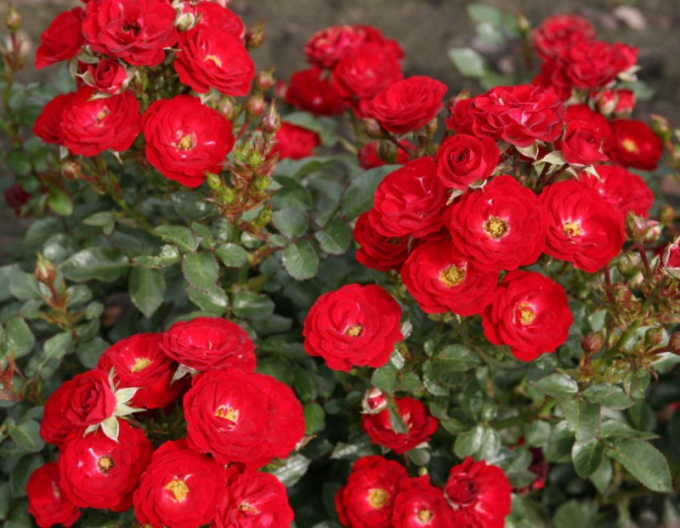 Rose Mandy