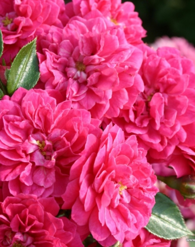 Rose Roxy