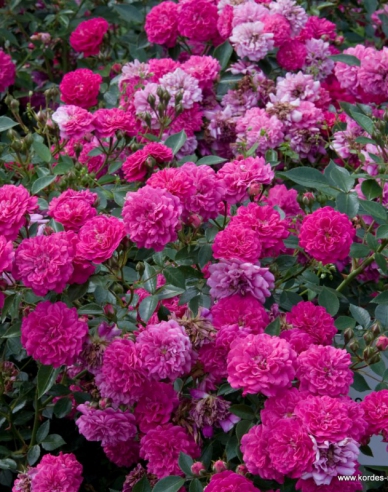 Rose Roxy