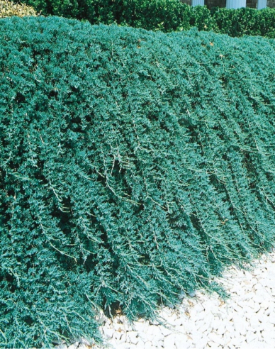 Wacholder Ice Blue