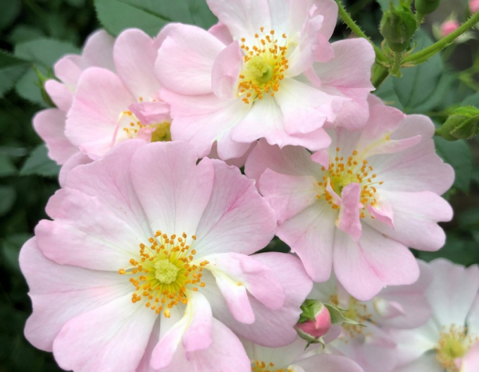 Rose Sternenhimmel