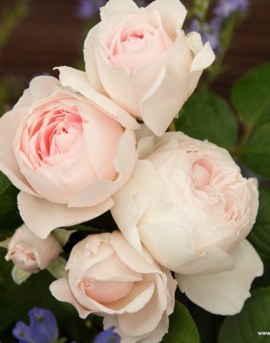 Rose Herzogin Christiana