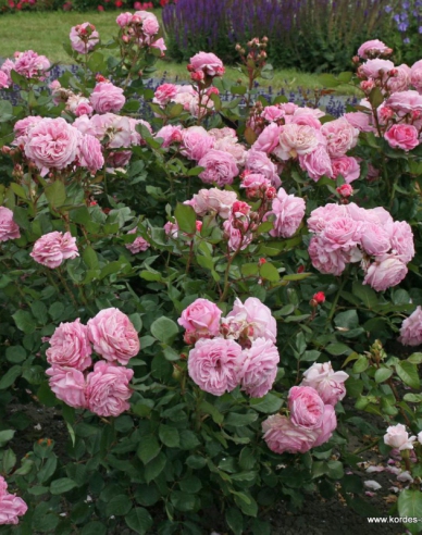 Rose Rosengrafin Marie Henriette