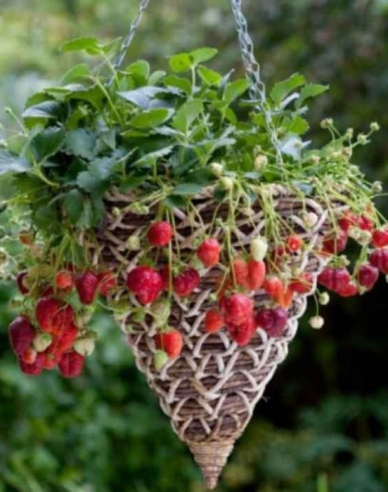 Erdbeere Mara de Bois