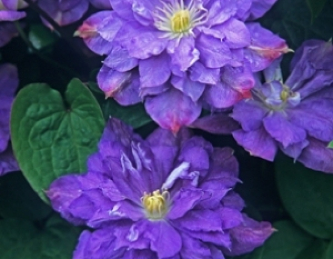Clematis Blaue Explosion