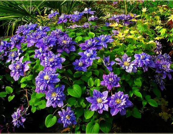 Clematis Blaue Explosion