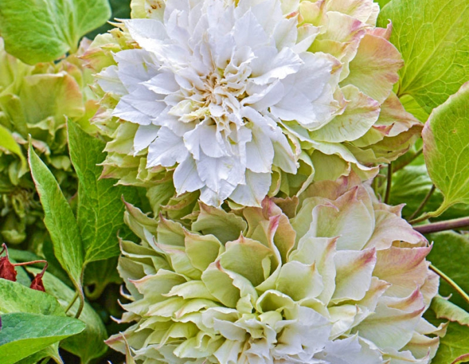 Clematis Midori
