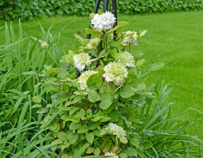 Clematis Midori