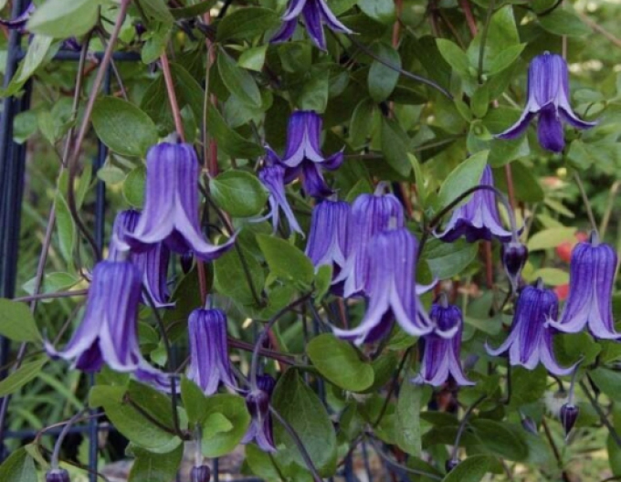 Clematis Sophie