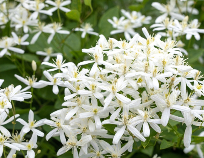 Clematis Früher Schnee