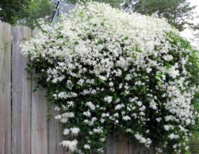 Clematis Früher Schnee