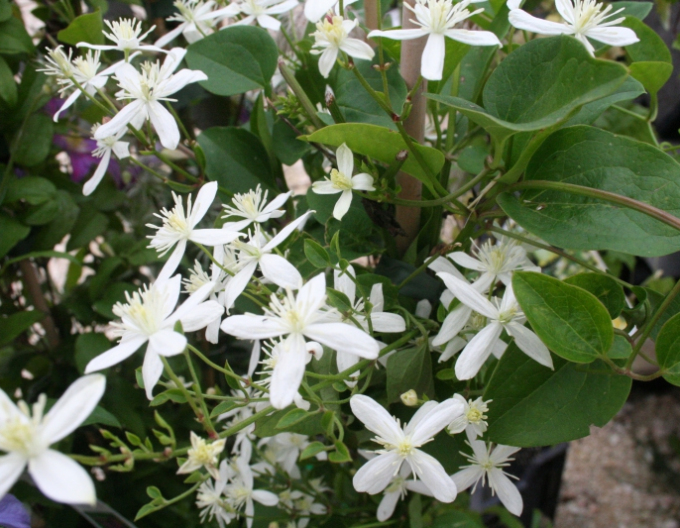 Clematis Früher Schnee