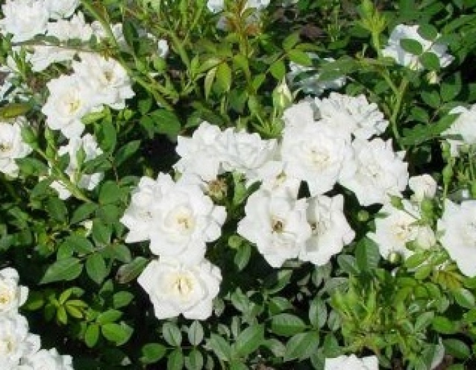 Baumrose "Schneewittchen"