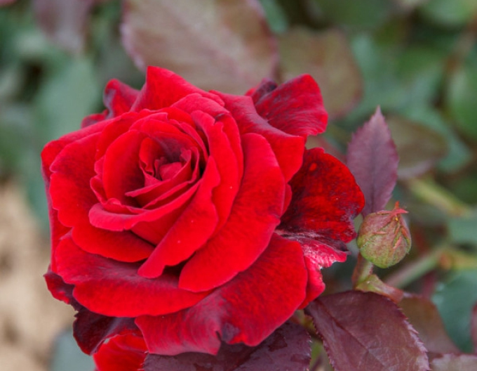 ROSE "Don Juan"