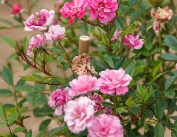 Rose "The Fairy"