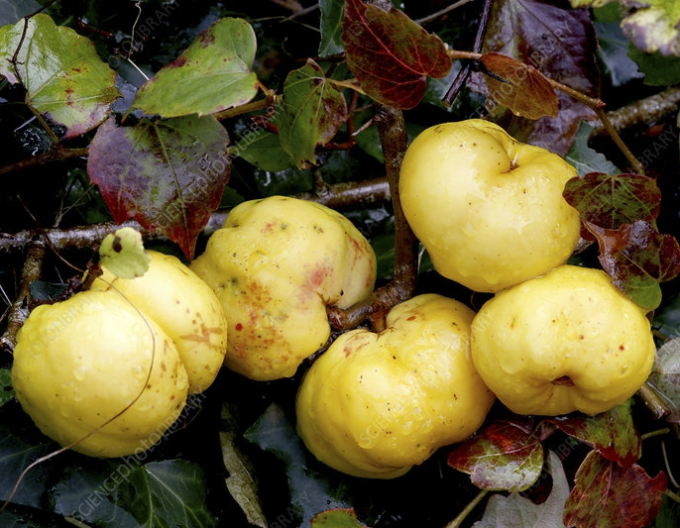 Dulovec Karminrot und Gold