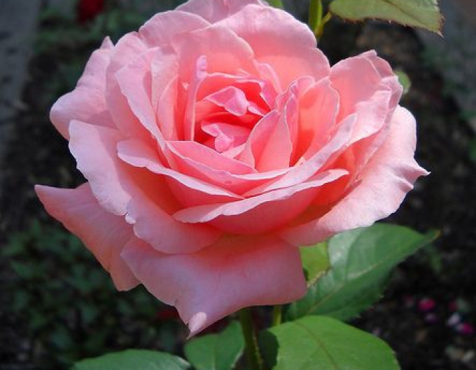 Baumrose England