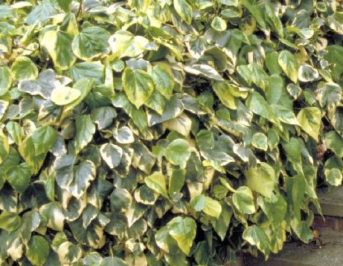 Kaukasischer Efeu Dentata Variegata
