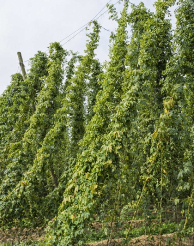 Hopfen (Humulus lupulus)