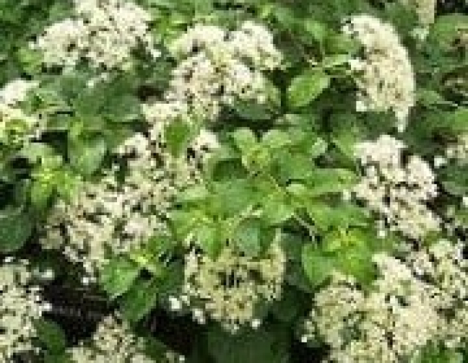 Hortensie Mirranda