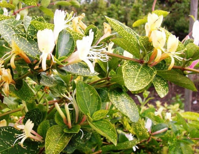 Japanische Geißschlinge Aureoreticulata