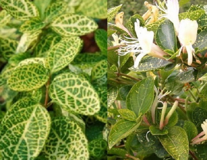 Japanische Geißschlinge Aureoreticulata