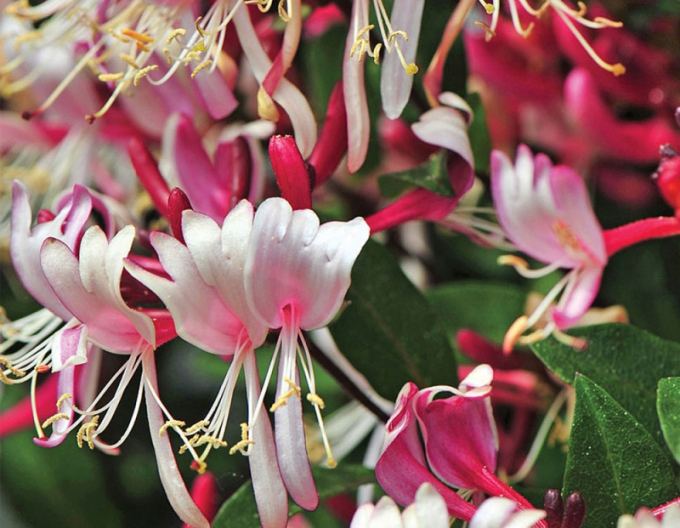 Steinklee FRAGRANT CLOUD