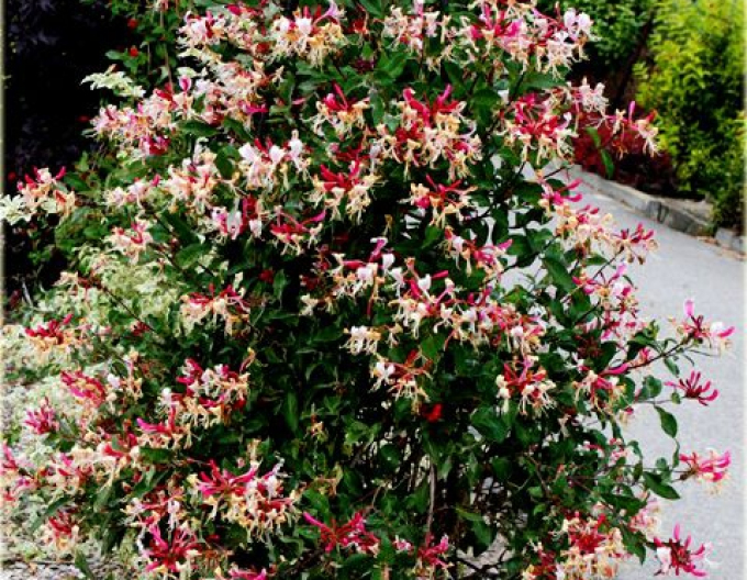 Steinklee FRAGRANT CLOUD