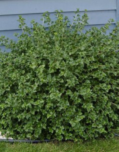 Alpenjohannisbeere Green Mood