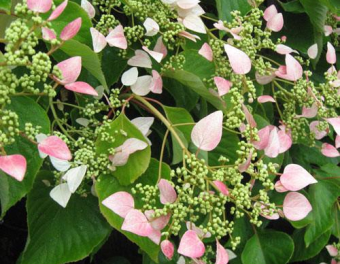 Schizophragma hydrangeoides Roseum