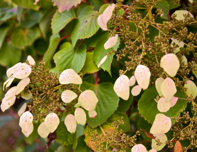 Schizophragma hydrangeoides Roseum