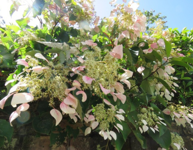 Schizophragma hydrangeoides Roseum
