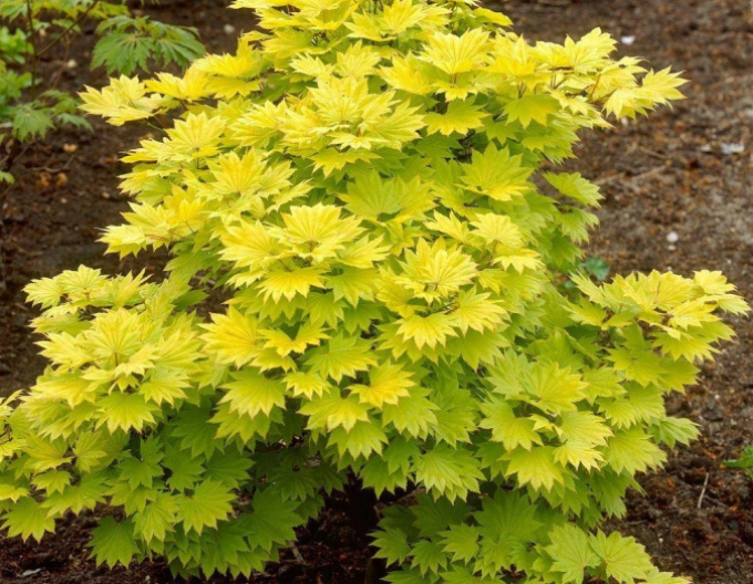 Ahorn shirasawanum Aureum