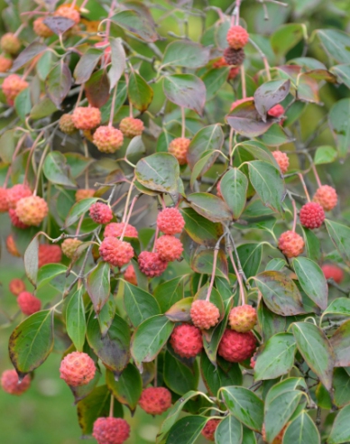 Japanischer Hartriegel China Girl (Cornus cousa China Girl)