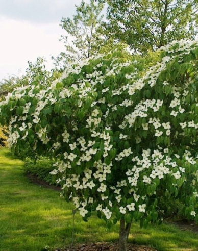 Japanischer Hartriegel China Girl (Cornus cousa China Girl)