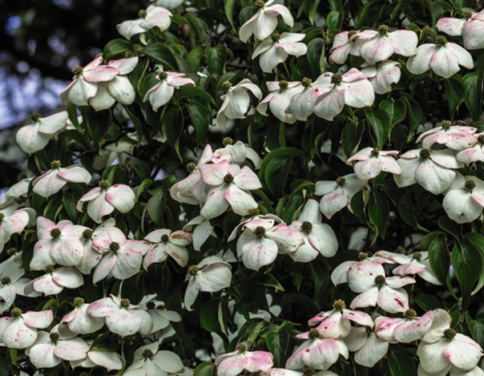 Hartriegel Teutonia