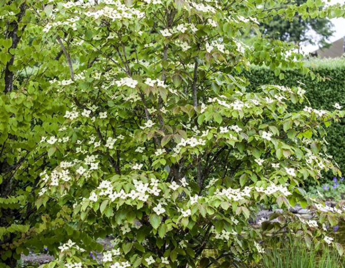 Hartriegel Teutonia