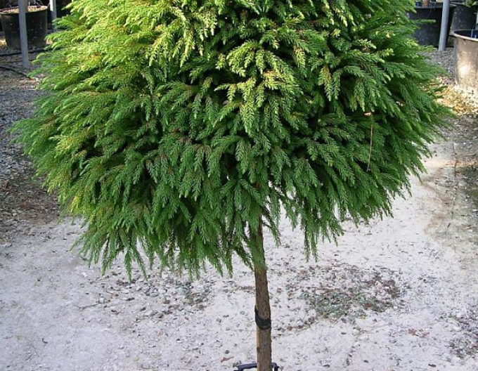 Cryptomeria japonica Elegans am Stiel