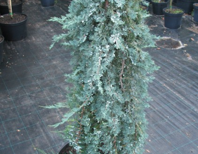 Wacholder Wiltonii