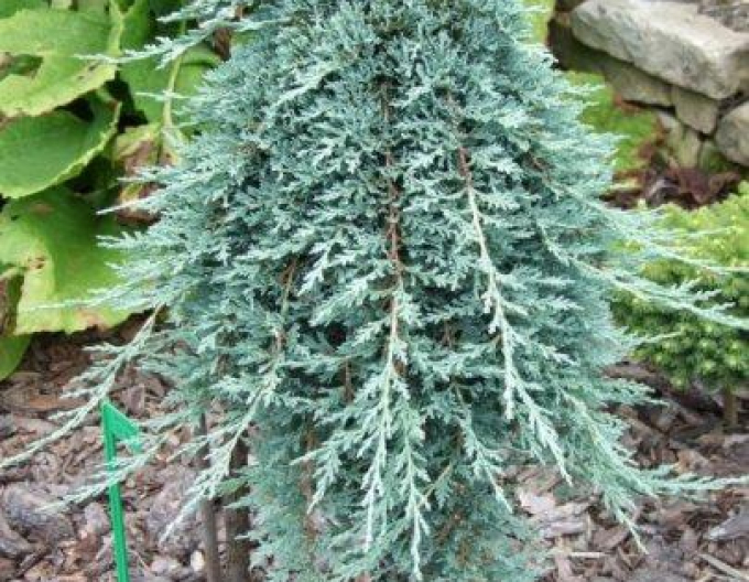 Wacholder Wiltonii
